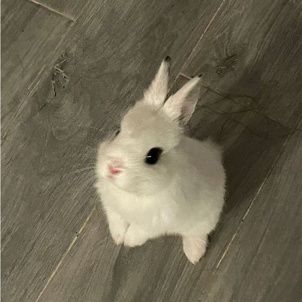 Meet your Posher, Iman